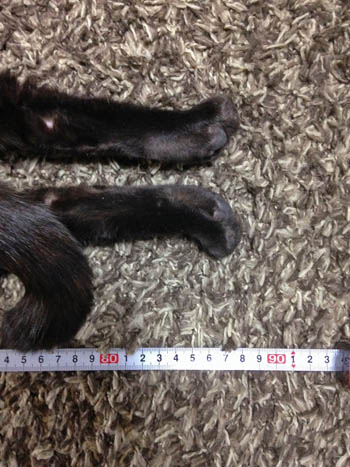 伸びた黒ネコの長さを測る