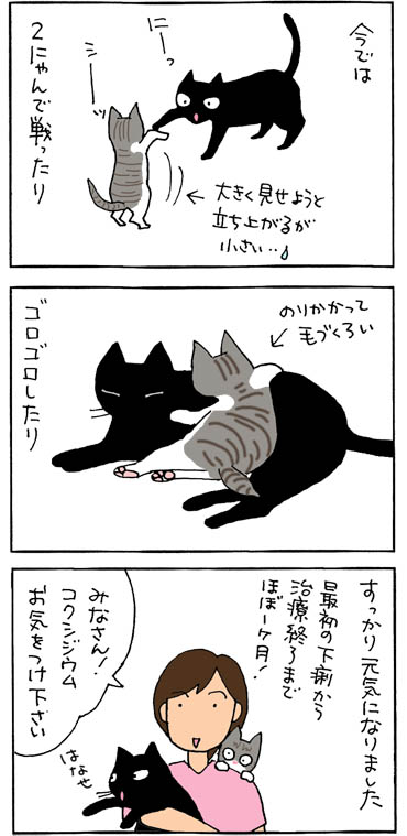 コクシジウムの治療が終了する猫漫画