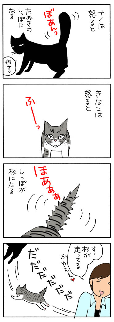 怒った猫のしっぽの4コマ猫漫画