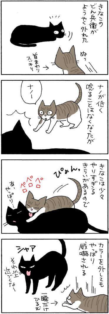 威嚇する兄ネコの4コマ猫漫画