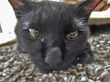 黒猫の長い鼻の画像