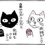 肉球と毛の色の4コマ猫漫画