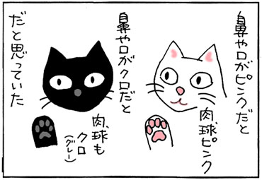 肉球と毛の色の4コマ猫漫画