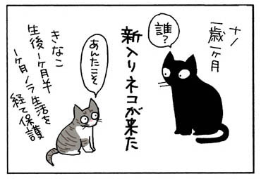 コクシジウム発症の猫漫画