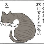 猫の寝姿の4コマ猫漫画