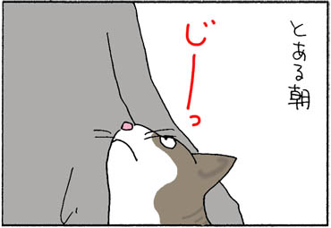 ネコと見つめ合う4コマ猫漫画