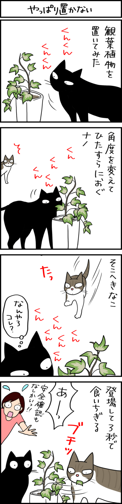 猫と観葉植物の4コマ猫まんが
