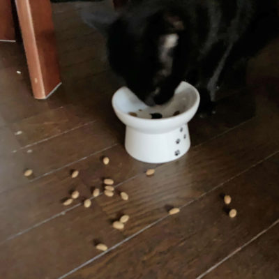 食べるのが下手な猫