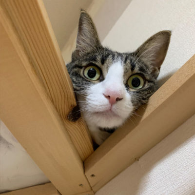 キャットタワーの上から見下げるキジシロ猫