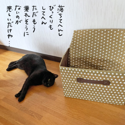 黒猫ナノと箱