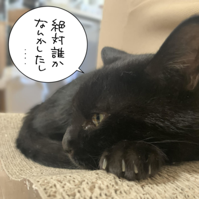 横顔の黒猫ナノ