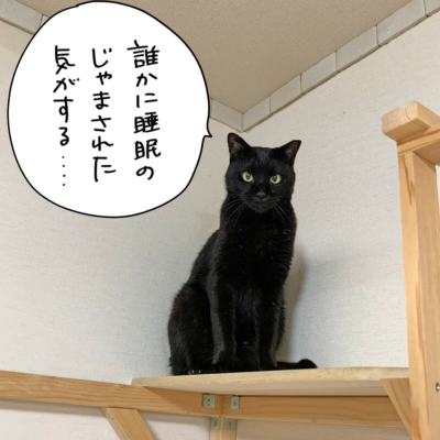 キャットタワーの上の黒猫ナノ