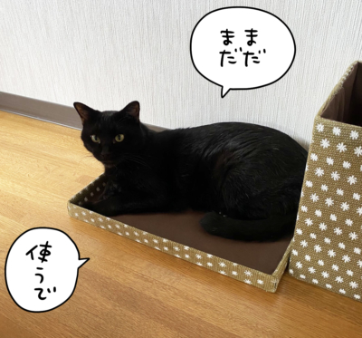 箱のふたでくつろぐ黒猫ナノ