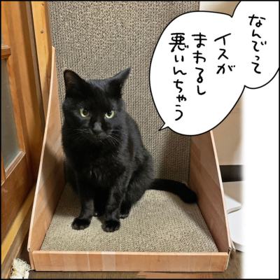 黒猫ナノの写真