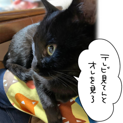 存在をアピールする猫たち  4コマ猫漫画 ナノトクラス