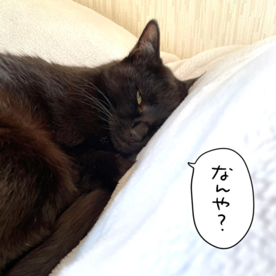 娘の布団で寝る黒猫ナノ