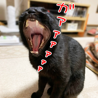 あくびする黒猫ナノ