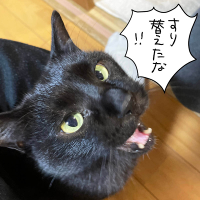 怒る黒猫ナノ