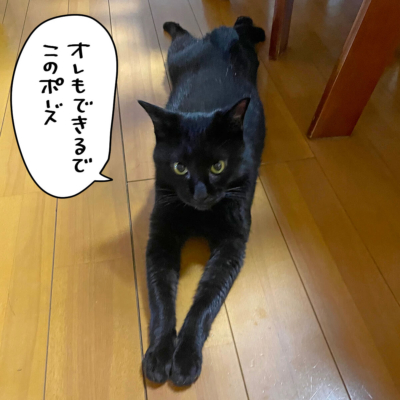 スライダーの黒猫ナノ