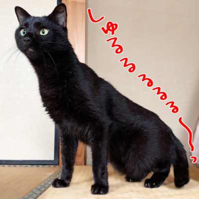 細くなった黒猫ナノ