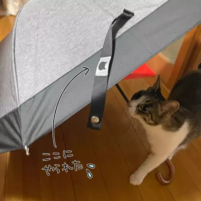 日傘とキジシロ猫きなこ
